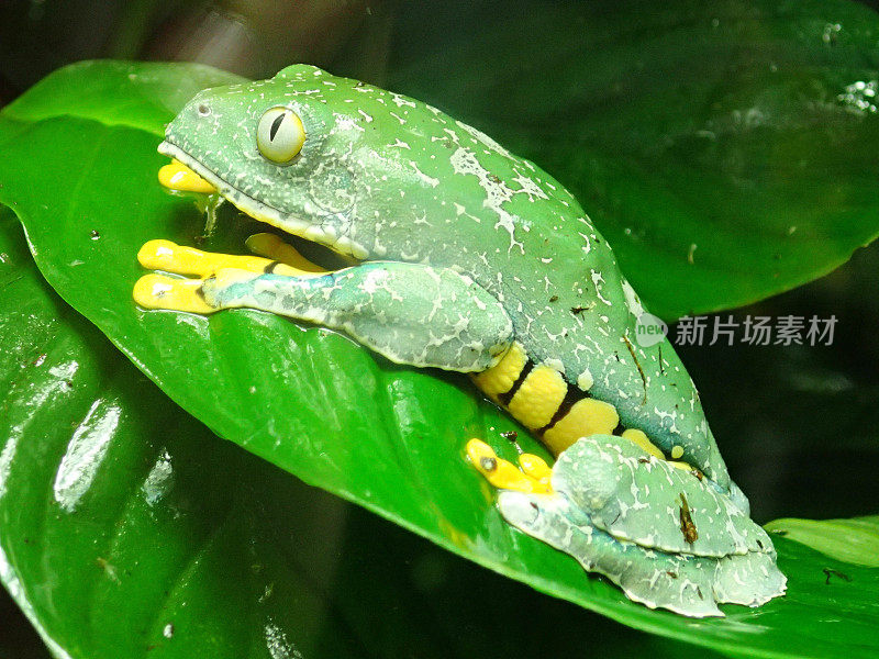 锦绣叶蛙(Cruziohyla calcarifer)